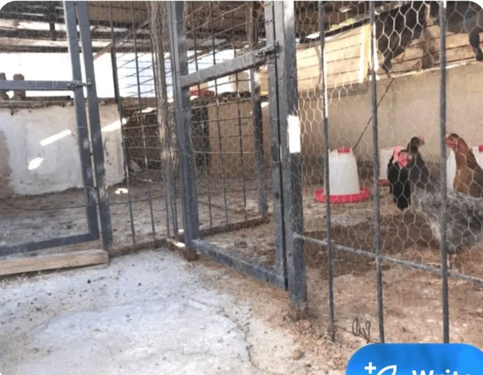 بیمه اتکایی تهران